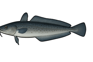 Lingue bleue - Molva dypterygia