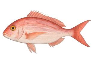 Pageau rouge - Pagellus erythrinus