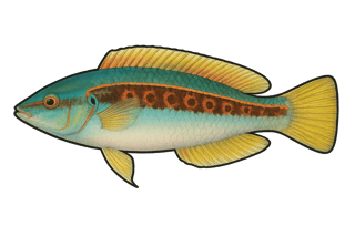 Girelle commune - Coris julis