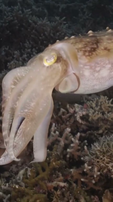 Pêche au Tataki : Technique Redoutable pour Calmars et Seiches