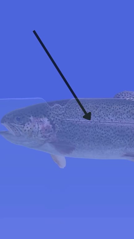 La ligne latérale : comprendre le super sens des poissons