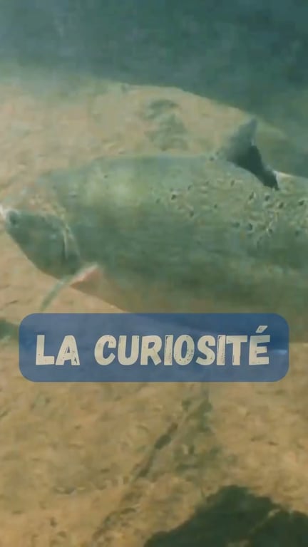 Pourquoi les poissons mordent même sans avoir faim ?