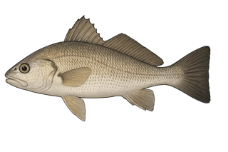 Croupia - Micropogonias furnieri