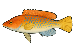 Coquette - Labrus mixtus