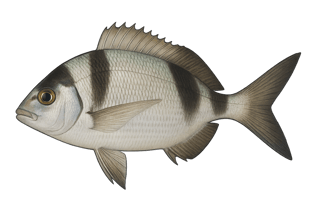 Sar à tête noire - Diplodus vulgaris