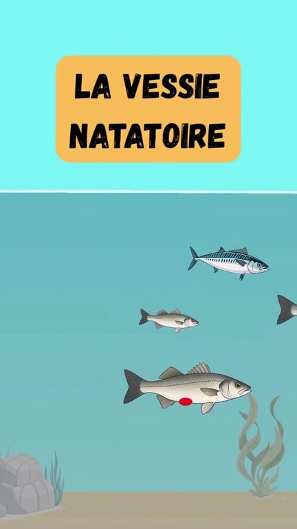 Le Barotraumatisme : Sauver les Poissons Remontés des Profondeurs