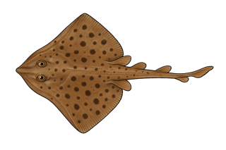 Raie douce - Raja montagui