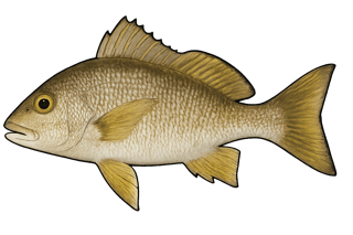 Coco - Pomadasys crocro