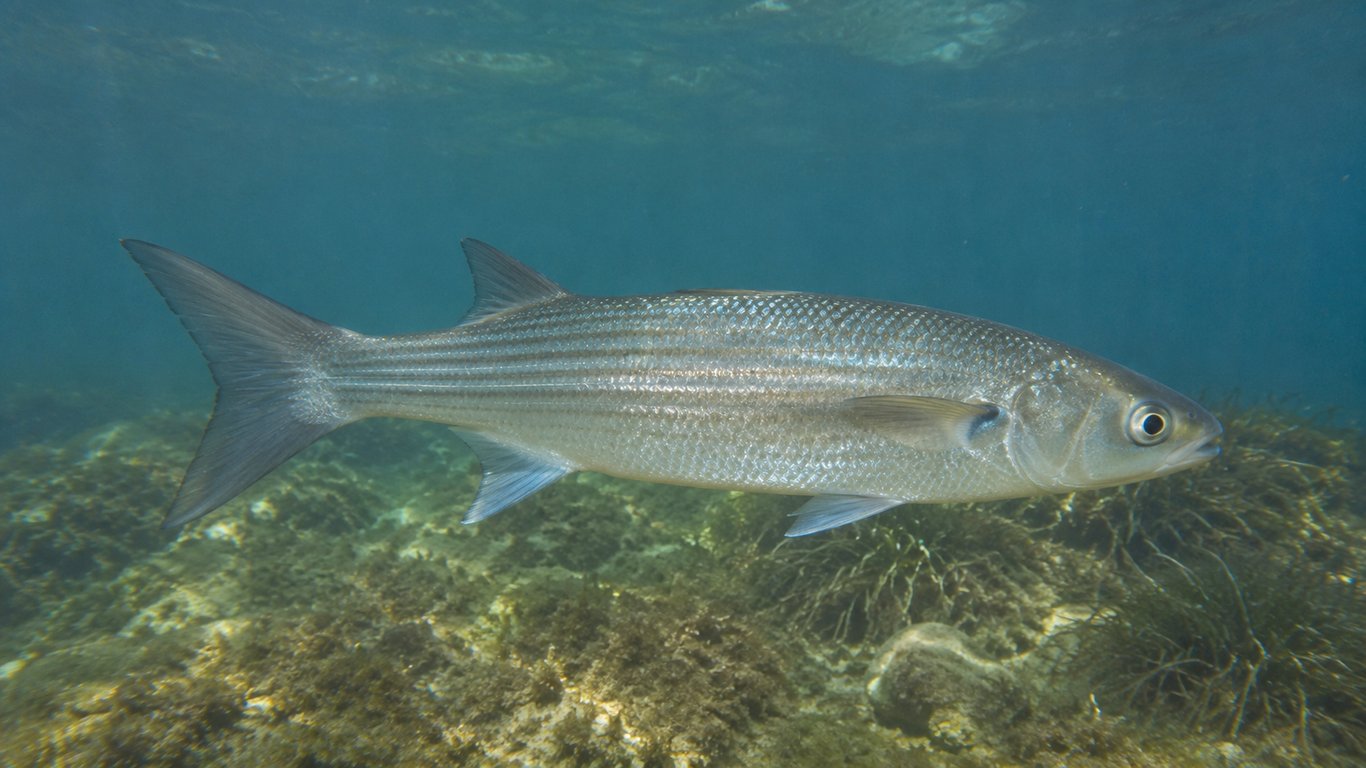 Poisson mulet
