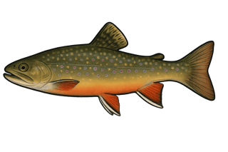 Saumon de fontaine - Salvelinus fontinalis