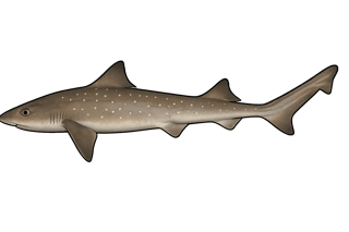 Émissole lisse - Mustelus mustelus