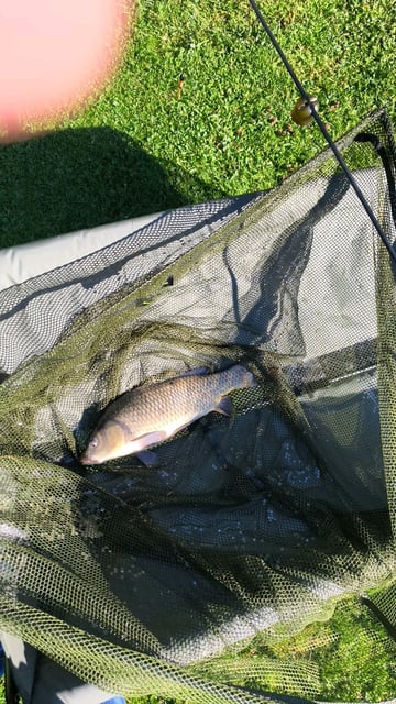 Image 6 — Débutant pêche a la carpe au coup