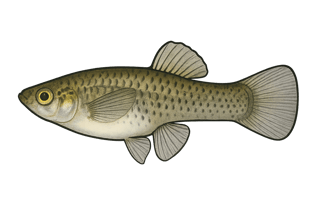 Gambusie - Gambusia holbrooki