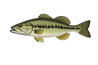 Black-bass à petite bouche - Micropterus dolomieu