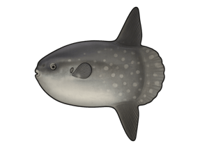 Poisson lune - Mola mola