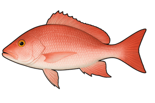 Carpe rouge - Lutjanus campechanus