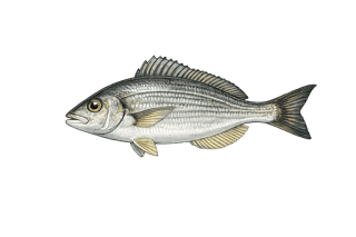 Dorade grise - Spondyliosoma cantharus