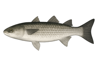 Mulet lippu - Chelon labrosus