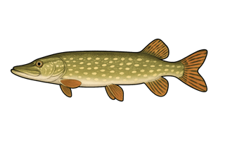 Brochet - Esox lucius