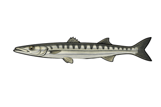 Barracuda européen - Sphyraena sphyraena