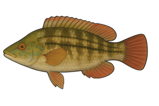 Crénilabre paon - Symphodus tinca