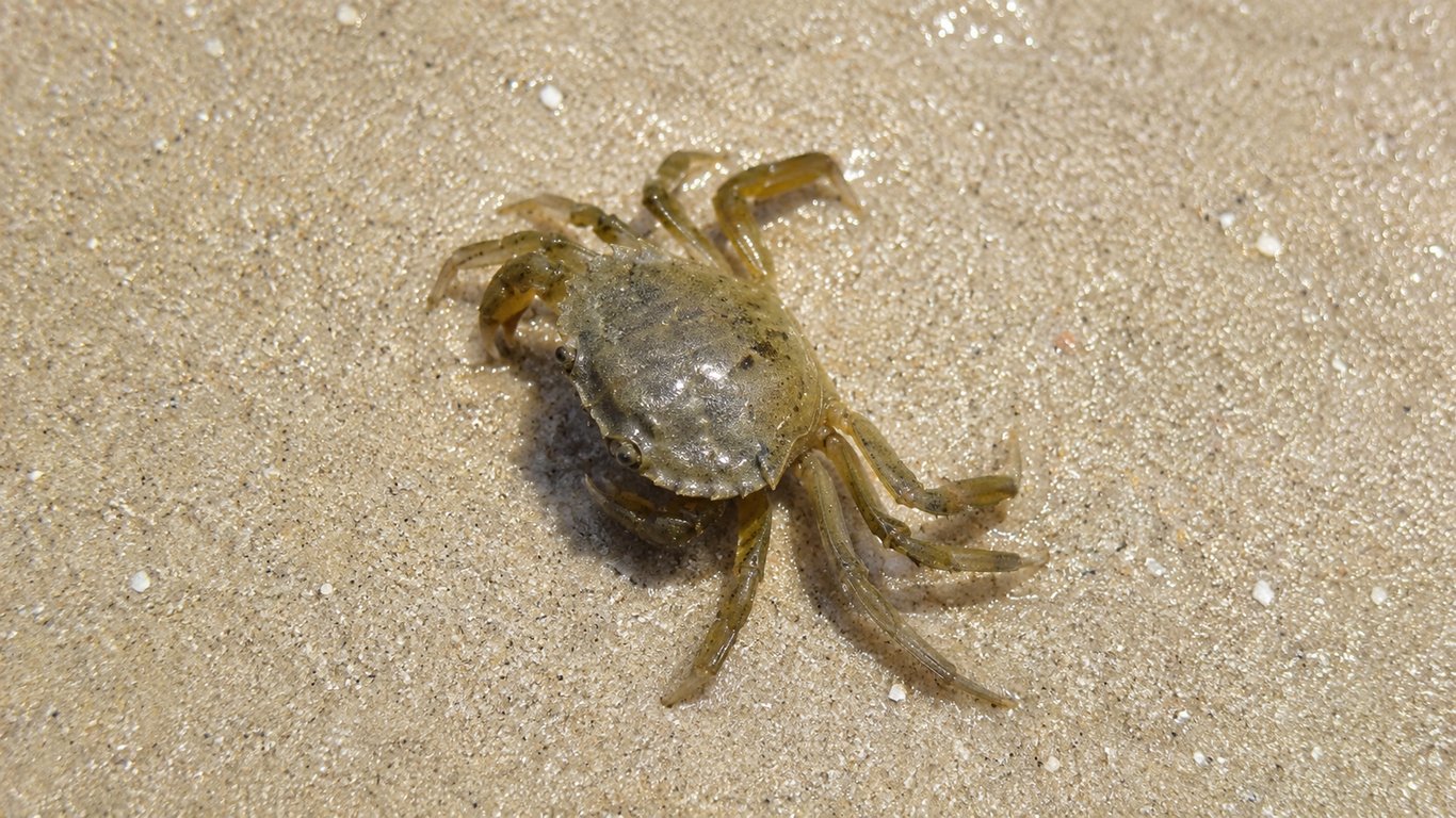 Le crabe