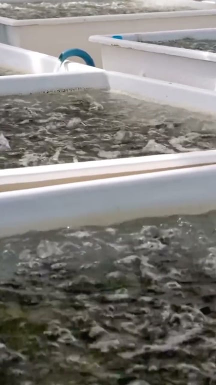 La truite arc-en-ciel : portrait complet et techniques de pêche