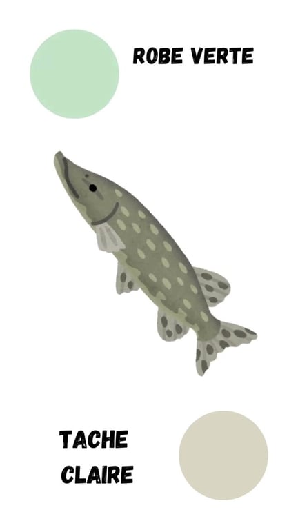 Le Brochet : Tout Savoir sur ce Redoutable Carnassier