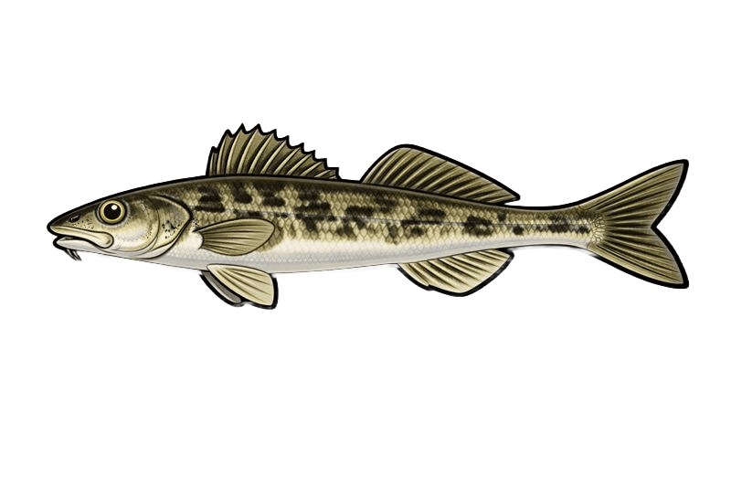 Apron du Rhône - Zingel asper