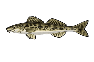 Apron du Rhône - Zingel asper