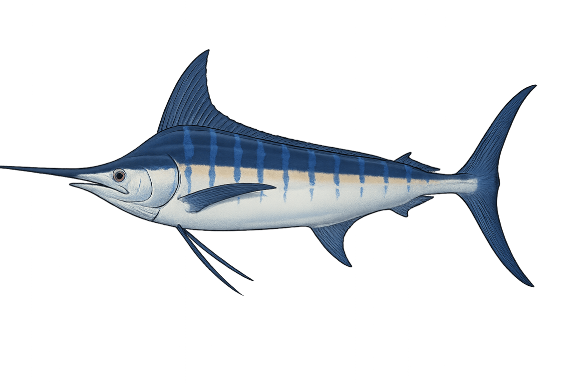 Marlin bleu (Makaira nigricans) - pez de agua dulce puede alcanzar 500 cm