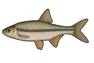 Spirlin - Alburnoides bipunctatus