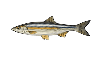 Blageon - Telestes souffia