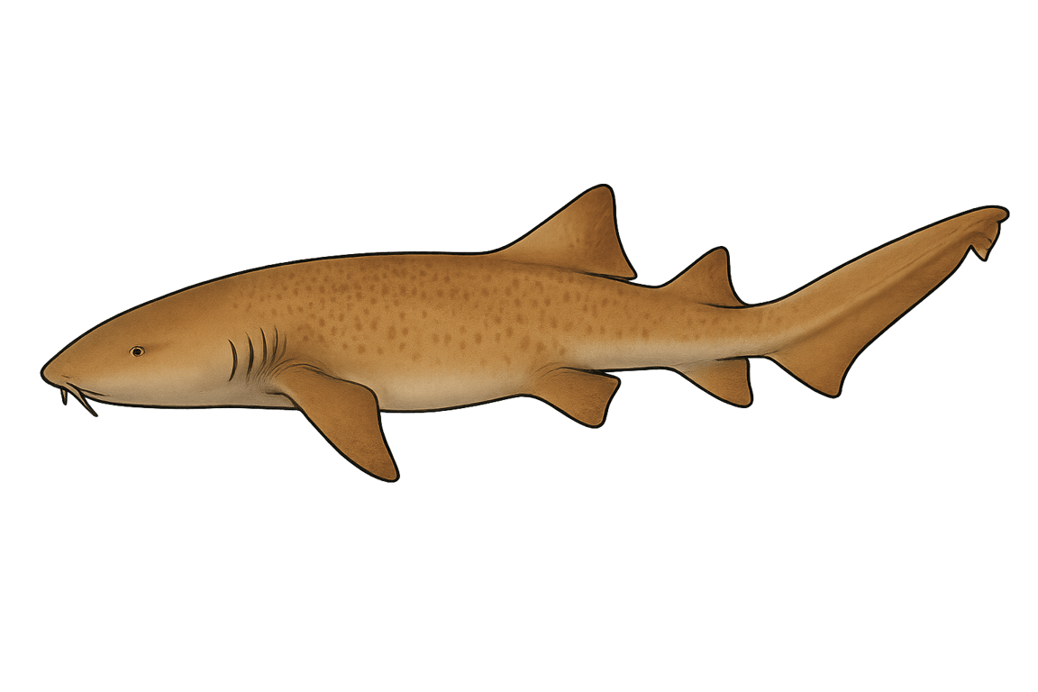 Requin nourrice (Ginglymostoma cirratum) - poisson d'eau douce pouvant atteindre 430 cm