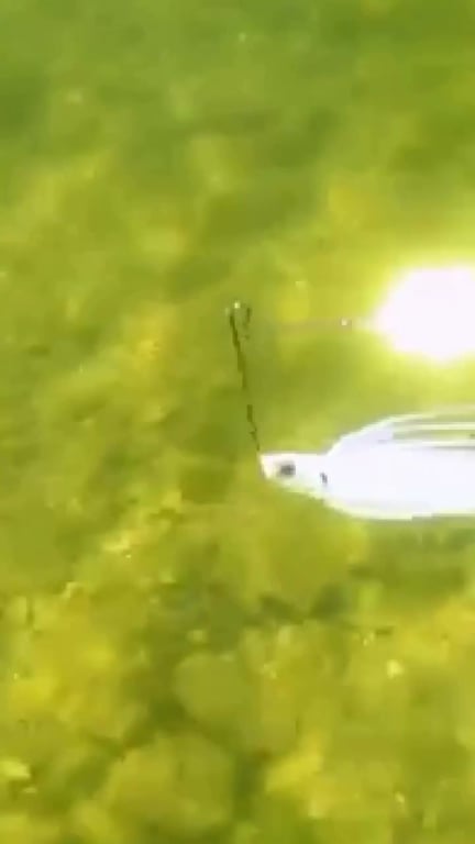 Le Spinnerbait : Maîtrisez ce leurre anti-accro polyvalent