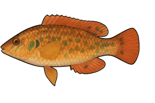 Crénilabre méditerranéen - Symphodus mediterraneus