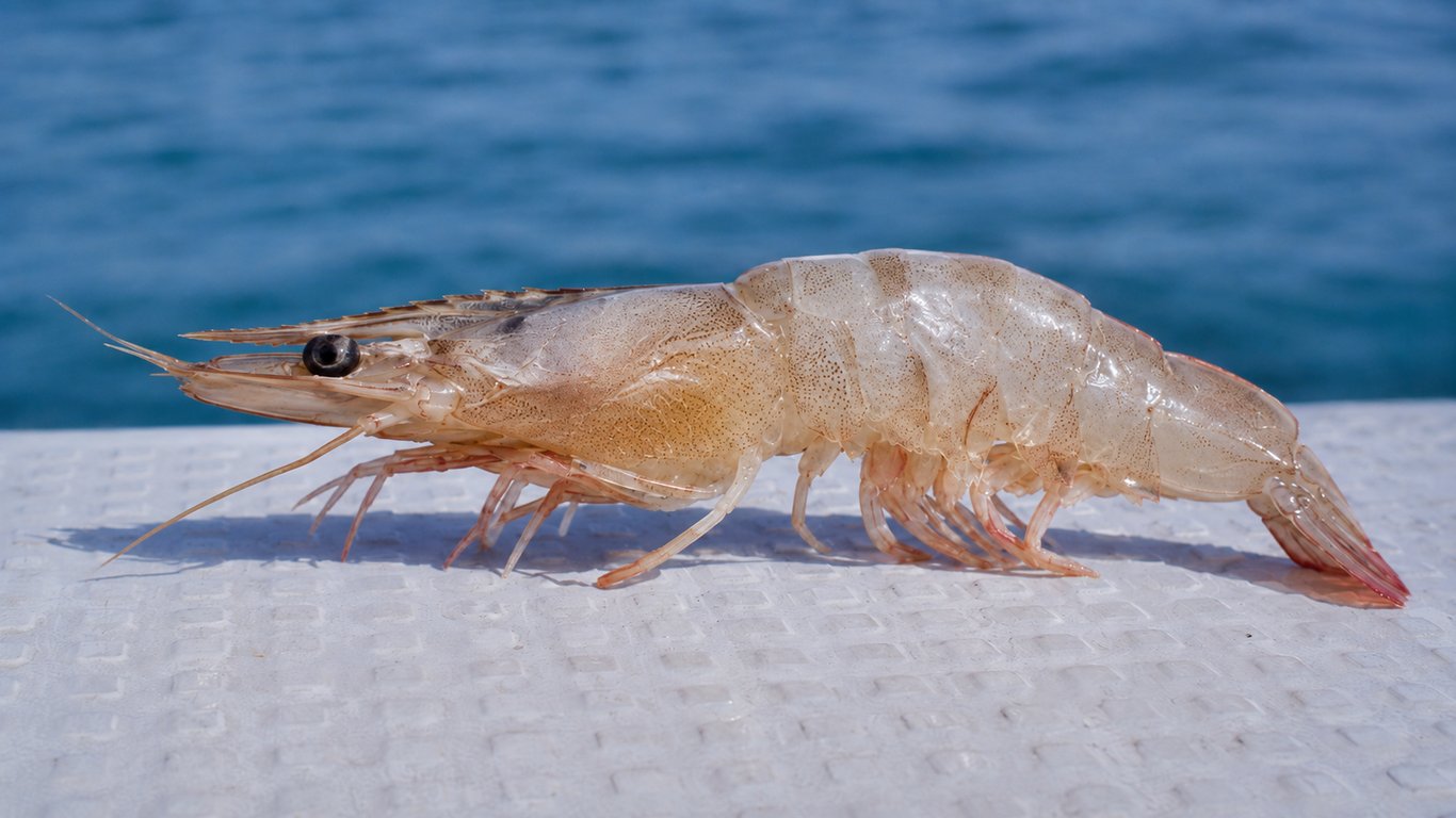 Crevette