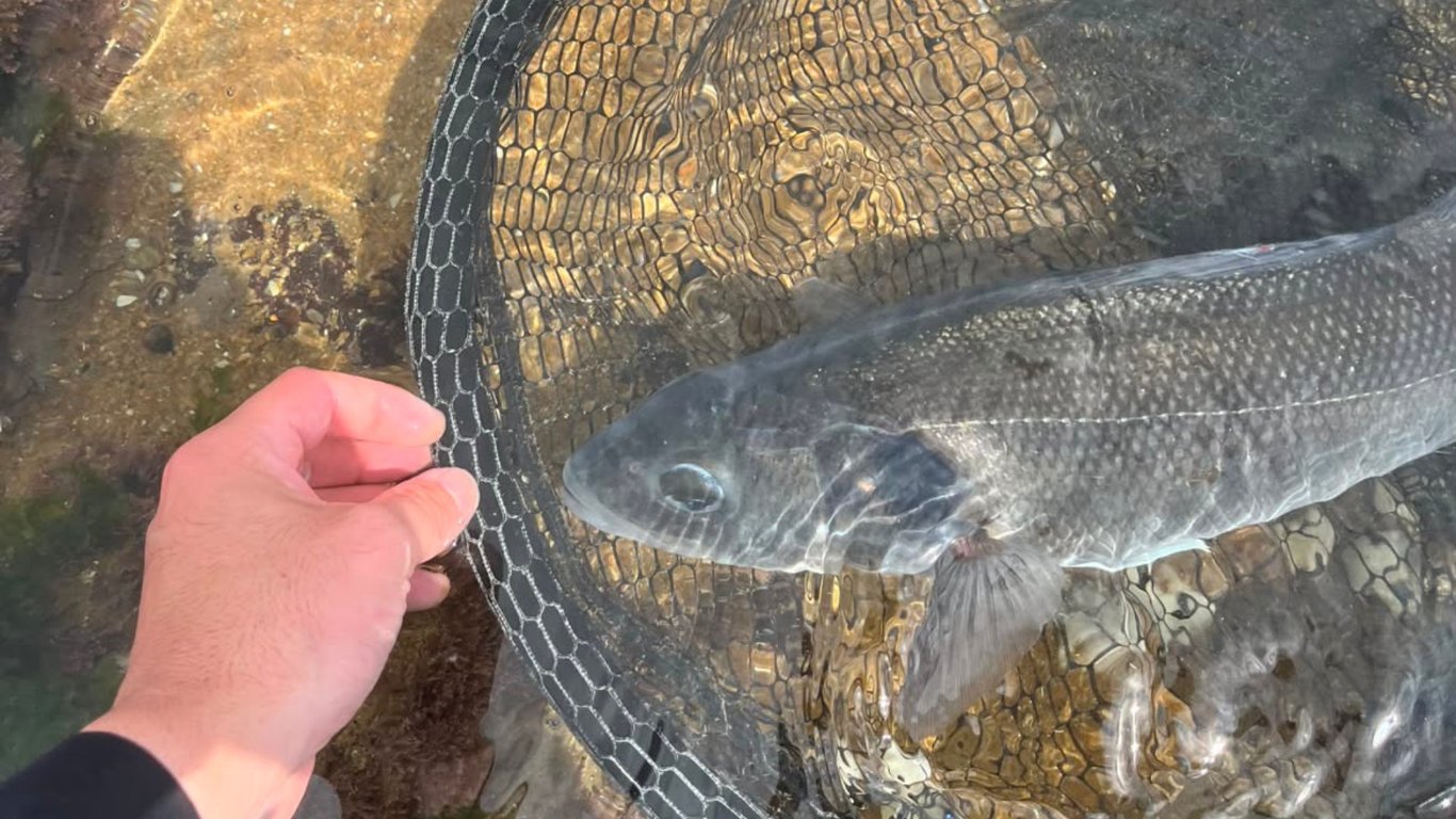Pêche en mer au leurre : maîtriser la pêche à gratter, le linéaire et la traction