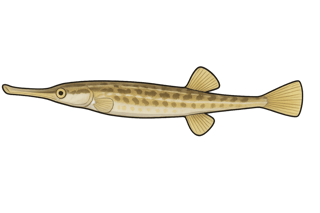 Syngnathe aiguille - Syngnathus acus