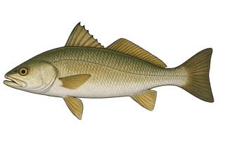 Courbine - Cynoscion virescens