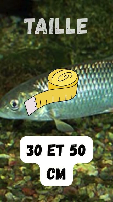 Tout savoir sur le chevesne : pêche et techniques efficaces