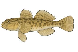 Gobie fluviatile - Neogobius fluviatilis