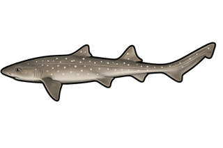 Émissole tachetée - Mustelus asterias