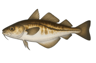 Tacaud - Trisopterus luscus