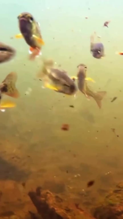 Stratégie de Pêche : S'Adapter à l'Activité des Poissons