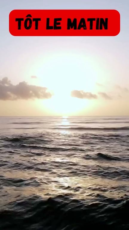 Pêche aux calamars du bord : technique complète pour débuter