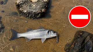 Pourquoi éviter de pêcher le bar en hiver : réglementation et préservation