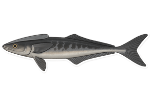 Rémora - Remora remora