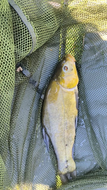 Image 5 — Débutant pêche a la carpe au coup