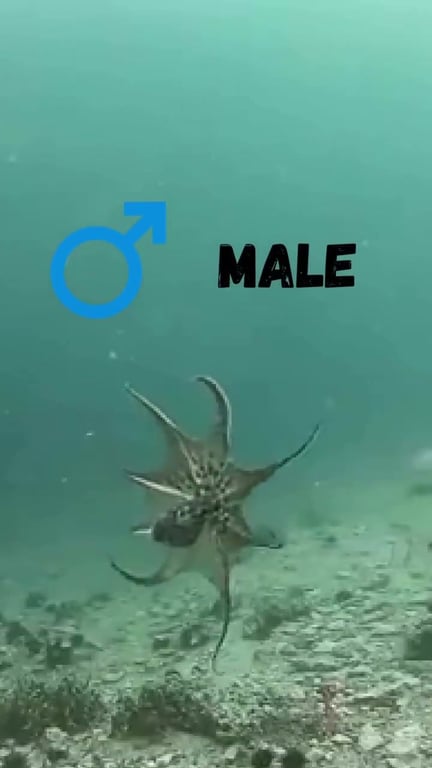 Dorade royale : tout savoir sur ce poisson méditerranéen emblématique